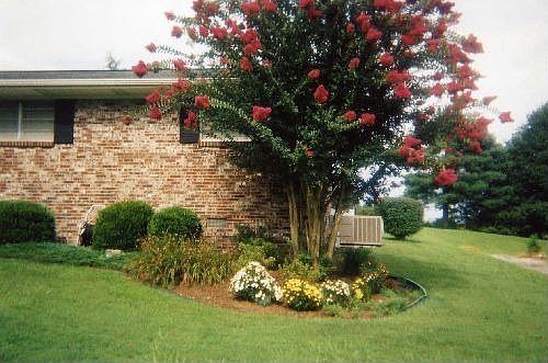 Flowering trees and shrubs throughout
