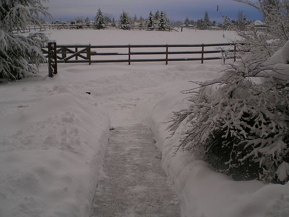 Front view to horse pasture