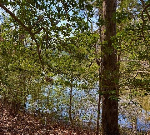 3rd image of 24 Bermuda Rd