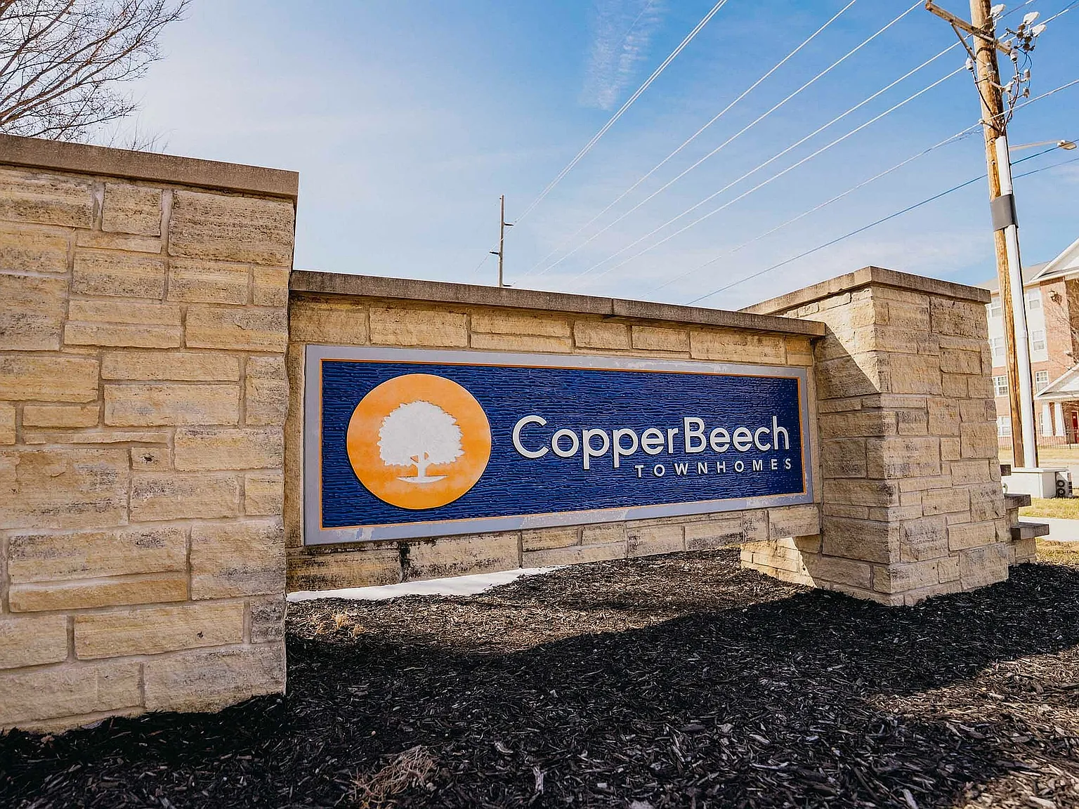 Copper Beech — Photo 1