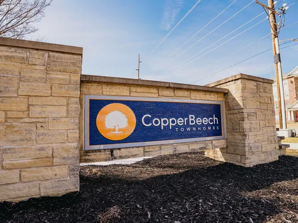 Copper Beech