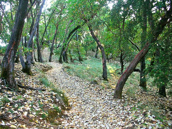Trail network on property