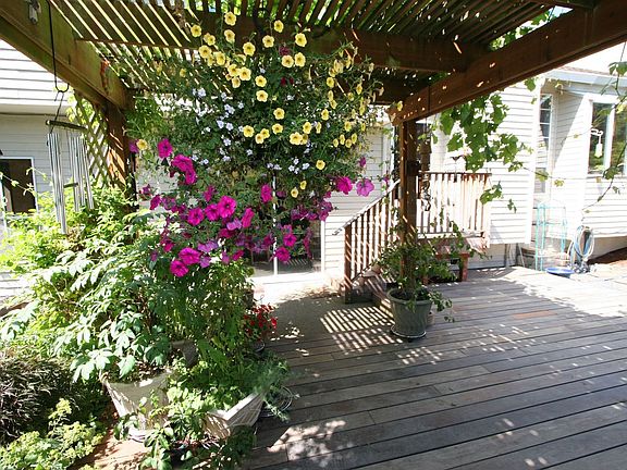 Pergola in bloom