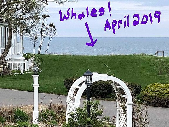 mowing lawn & whale watching