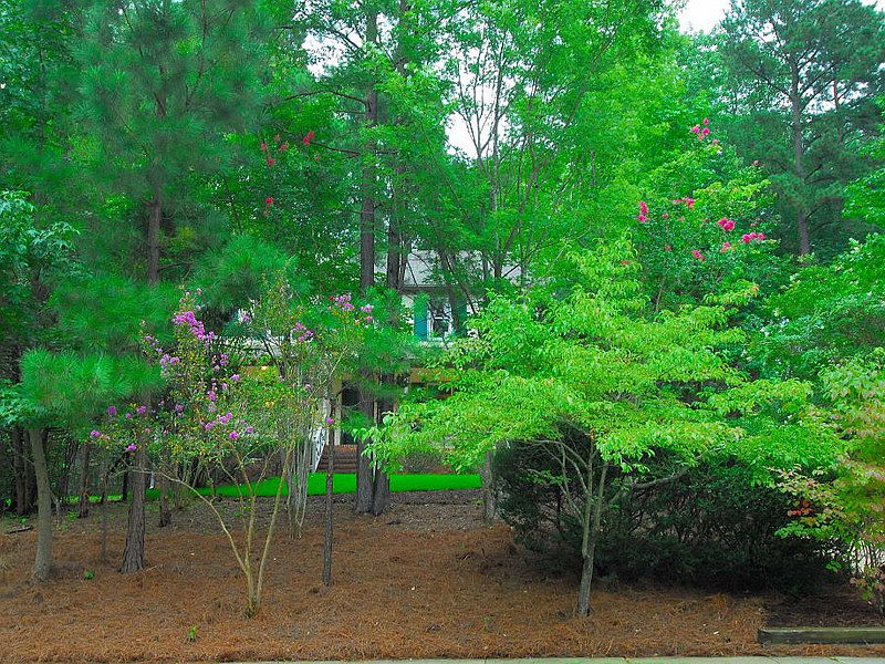 Treed front yard with home on hill top