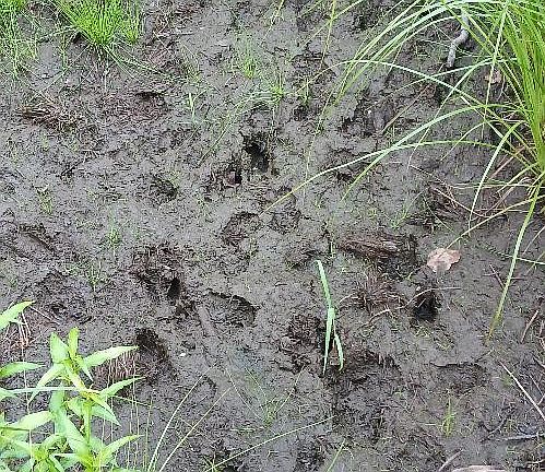 2nd image of 10 Ac River Rd.