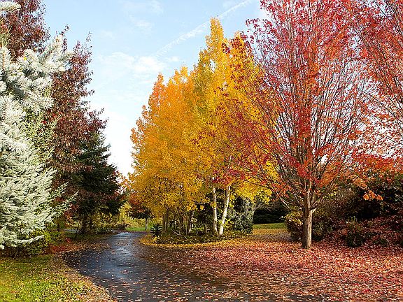 Autumn Colors on Driveway