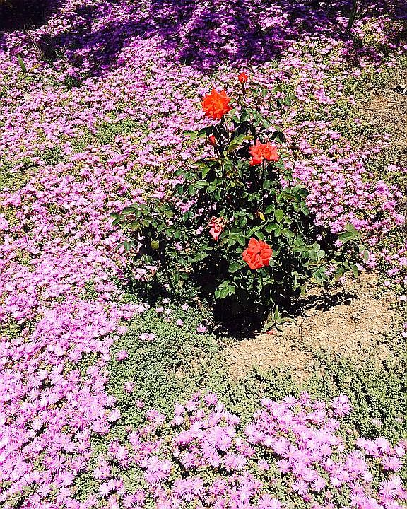 12988 Solera Way, Poway, CA 92064 Zillow