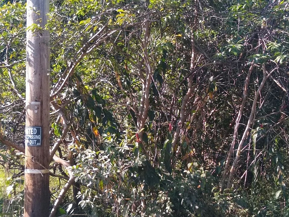 2nd image of 14th Ave Lot 1009