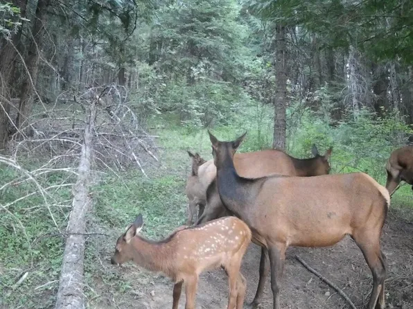 Nka Pokey Creek Rd, Santa, ID 83866