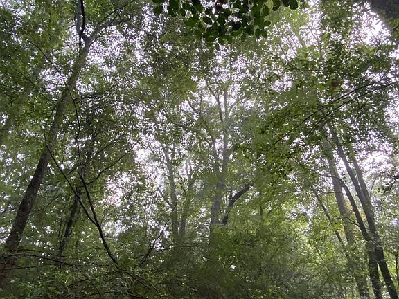 dense tree canopy