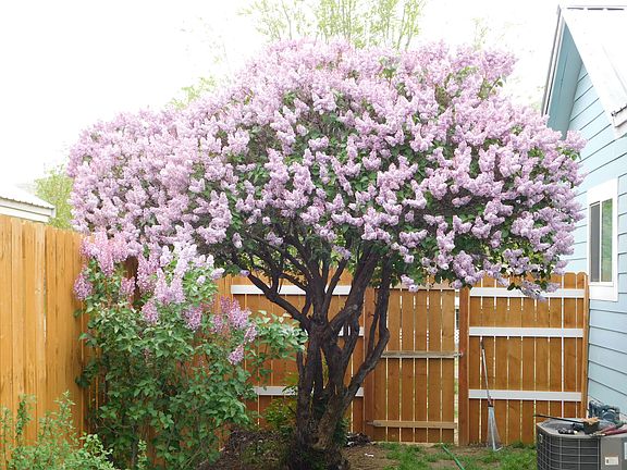 lilac bush  on side of house