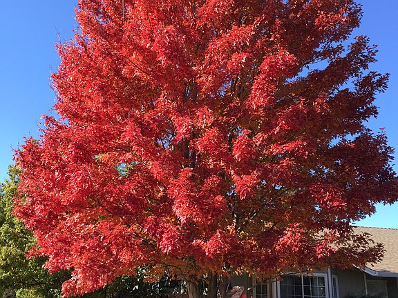 Red Oak in fall