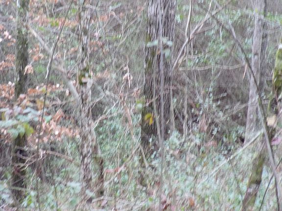 4th image of 090ACR E County Road 409 #656