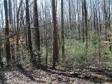 5th image of Lots 2-29 Dorman Addition Beech Crk