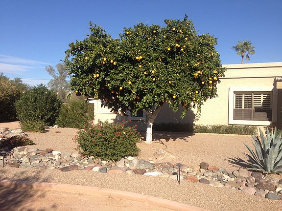 500+ Navel oranges/year