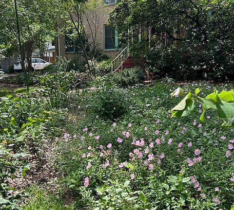 Front yard