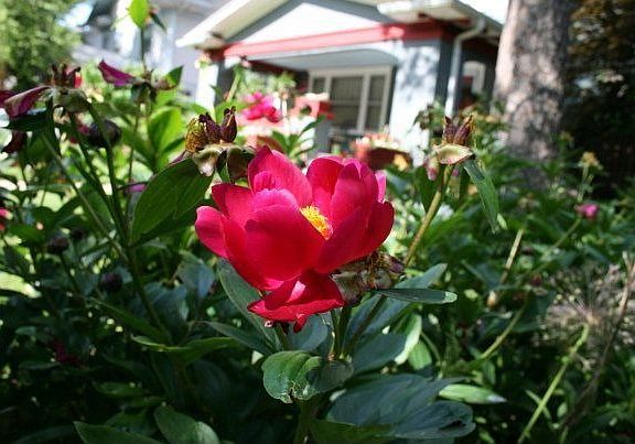 view from the peony bed