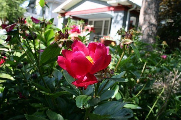 view from the peony bed
