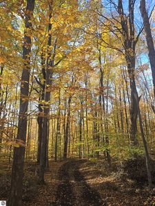 0 Stark Rd #17, Mancelona, MI, 49659