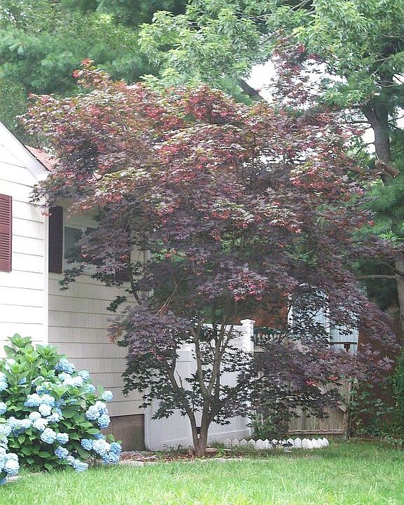 Japanese Maple
