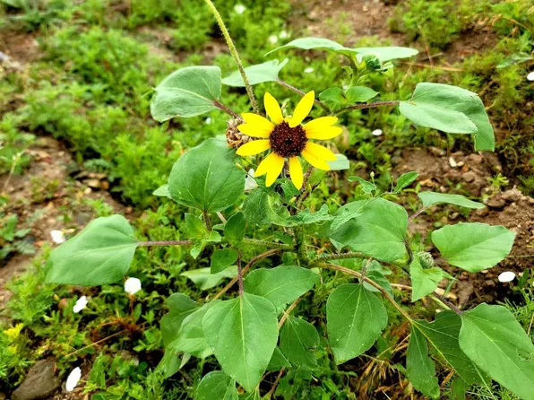 Ghost River Rnch Lot 65, Walsenburg, CO 81089