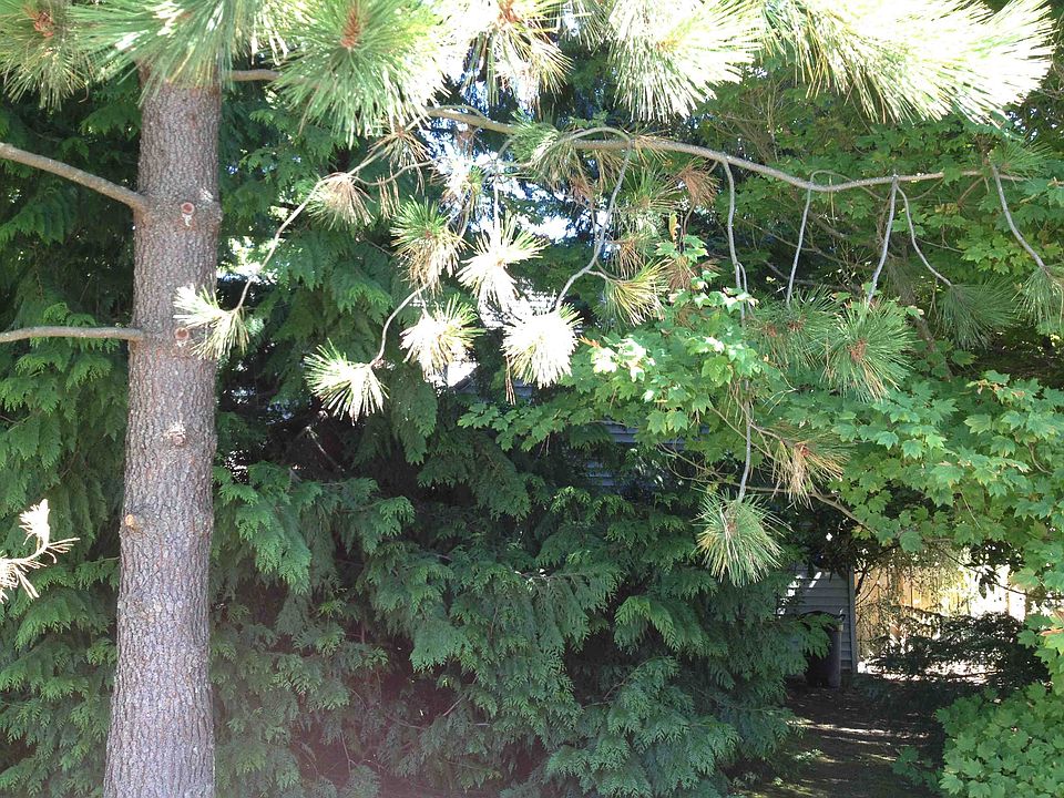 2nd image of 8302 31st Ave NE