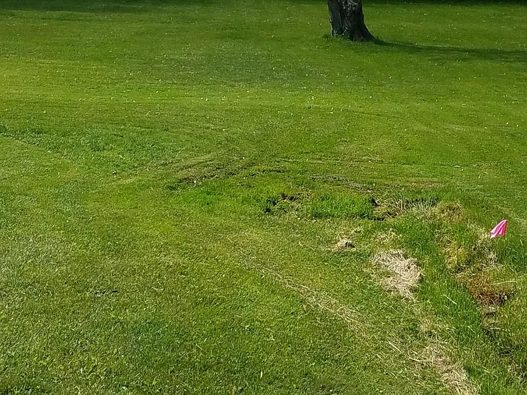 back yard