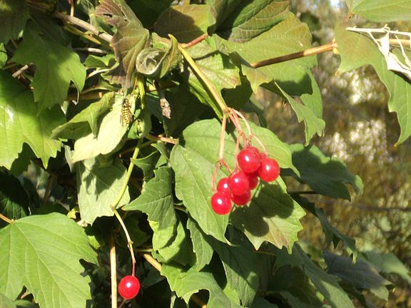 Variety of landscaping