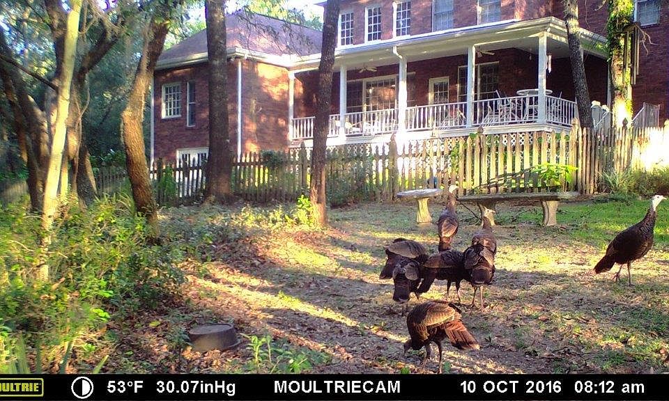 Back yard