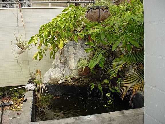 fish pond 