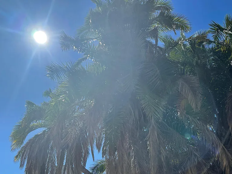 Relax with the Palms blowing in the ocean breeze - view from patio.