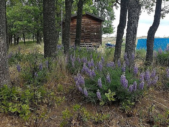 pumphouse and lupines