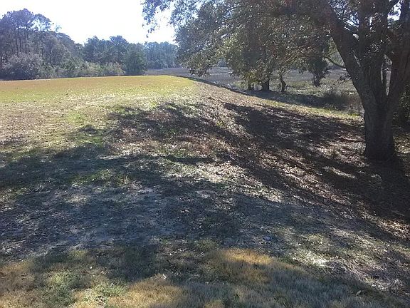 Old trees on edge of lot