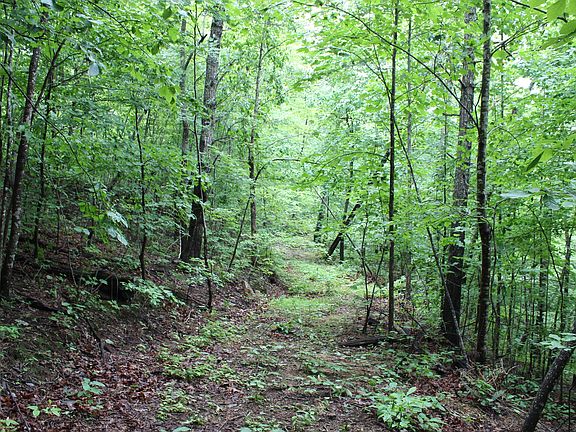 Forested road leading about the property