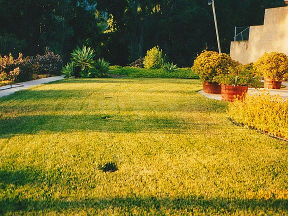 lawn