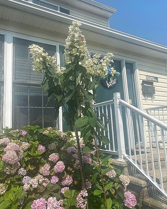 2nd image of 324 N Adams St