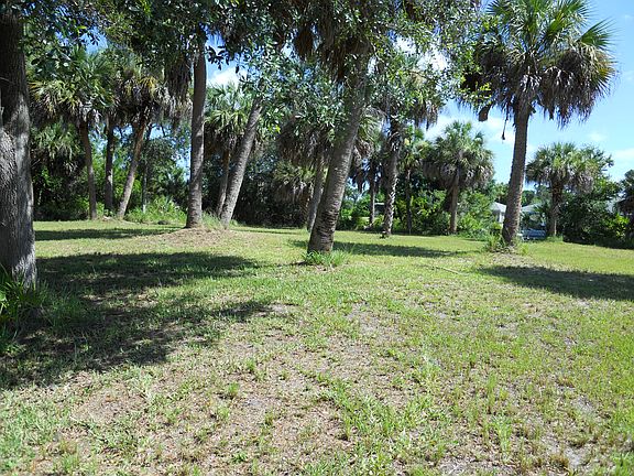 Palm Trees on Lot