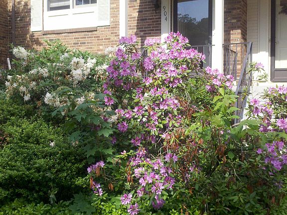 Annual Spring Blossoms