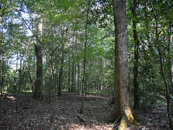5th image of 0 Whigham Rd