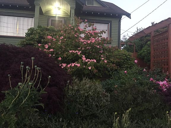 Front of house one spring evening showing pink dogwood in flower.