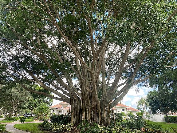 Kapok banyan tree