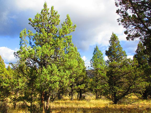4th image of Tl3200 Se Pleasant View St