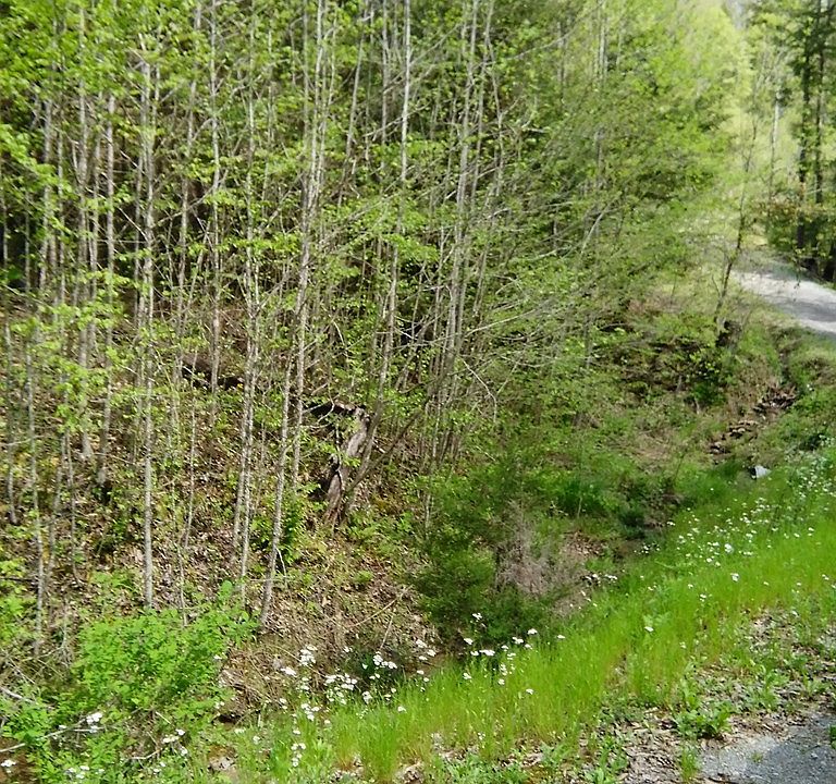 2nd image of 3781 Chapel Hill Rd