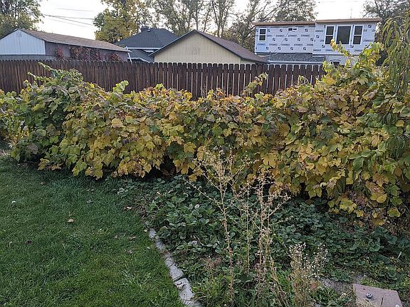 Five varieties of grape