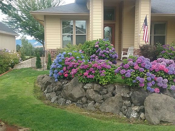South side yard
