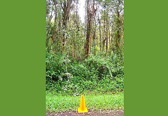 Left hand border of lot 532.