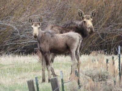 Tbd Camp Creek Rd, Melrose, MT, 59743