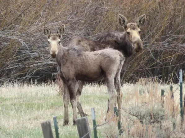 Tbd Camp Creek Rd, Melrose, MT 59743