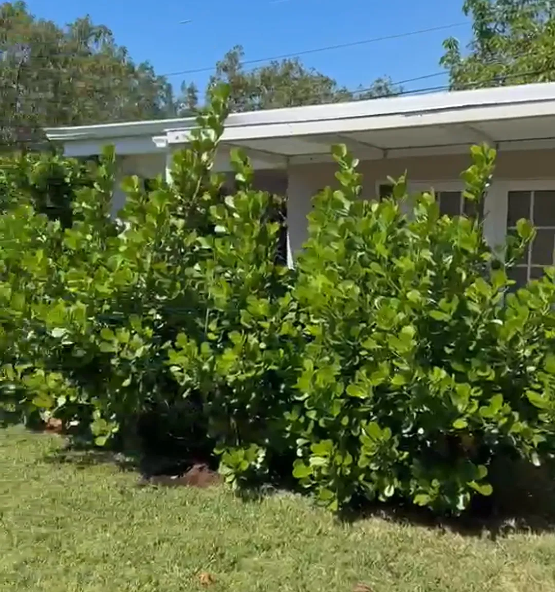 SW 67th Ct, South Miami — Photo 3